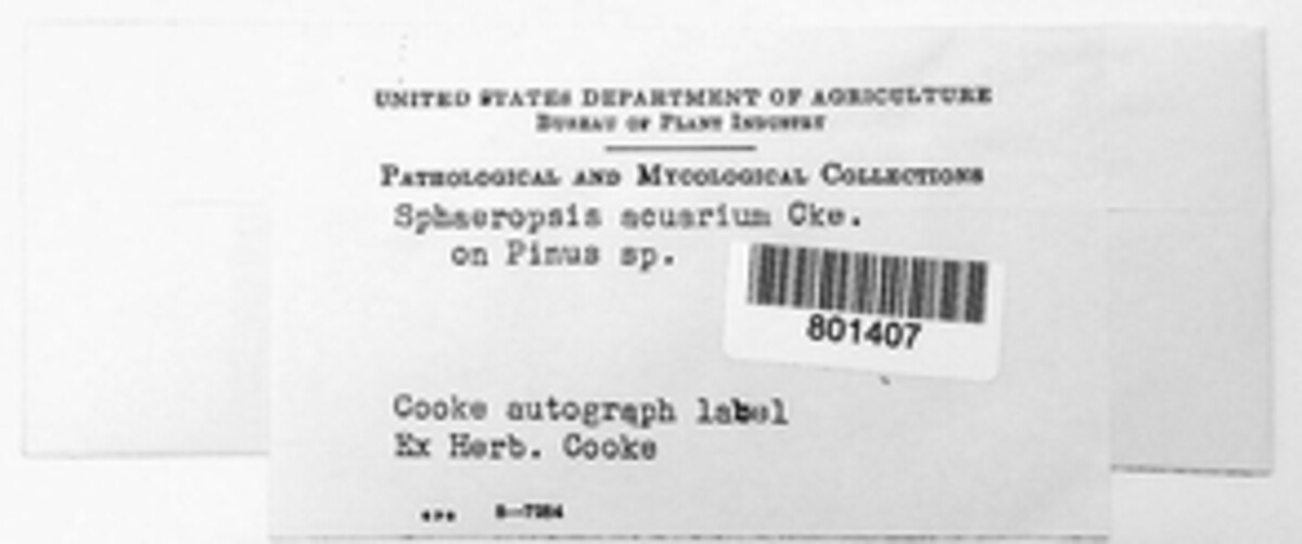 Sphaeropsis acuaria image